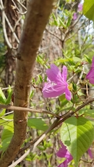 Rhododendron reticulatum