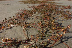 Samolus repens repens