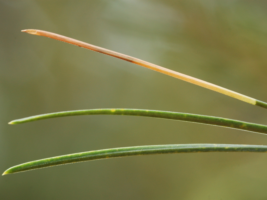 Pine Needleminer Moth