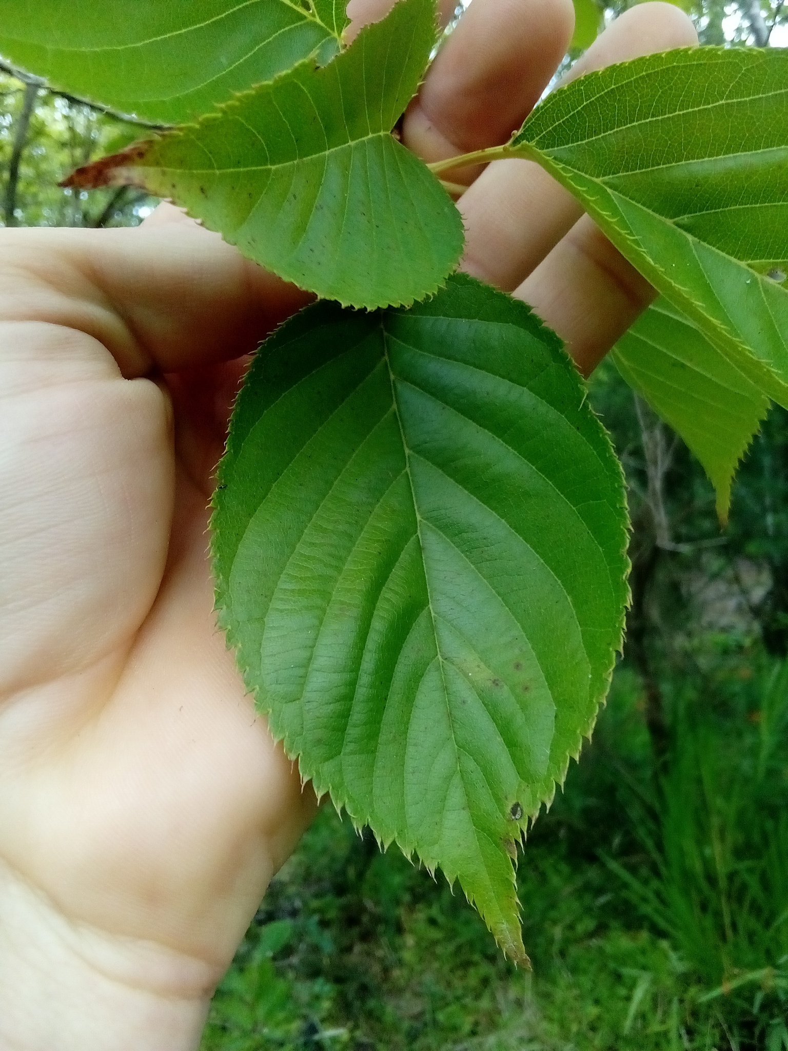 Imagem de Cerejeira-do-japão