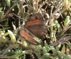 Cassionympha detecta
