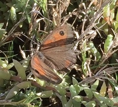 Cassionympha detecta