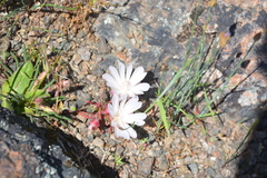 Lewisia