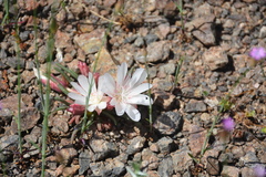 Lewisia
