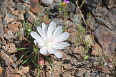 Lewisia