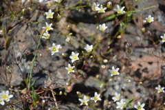 Minuartia