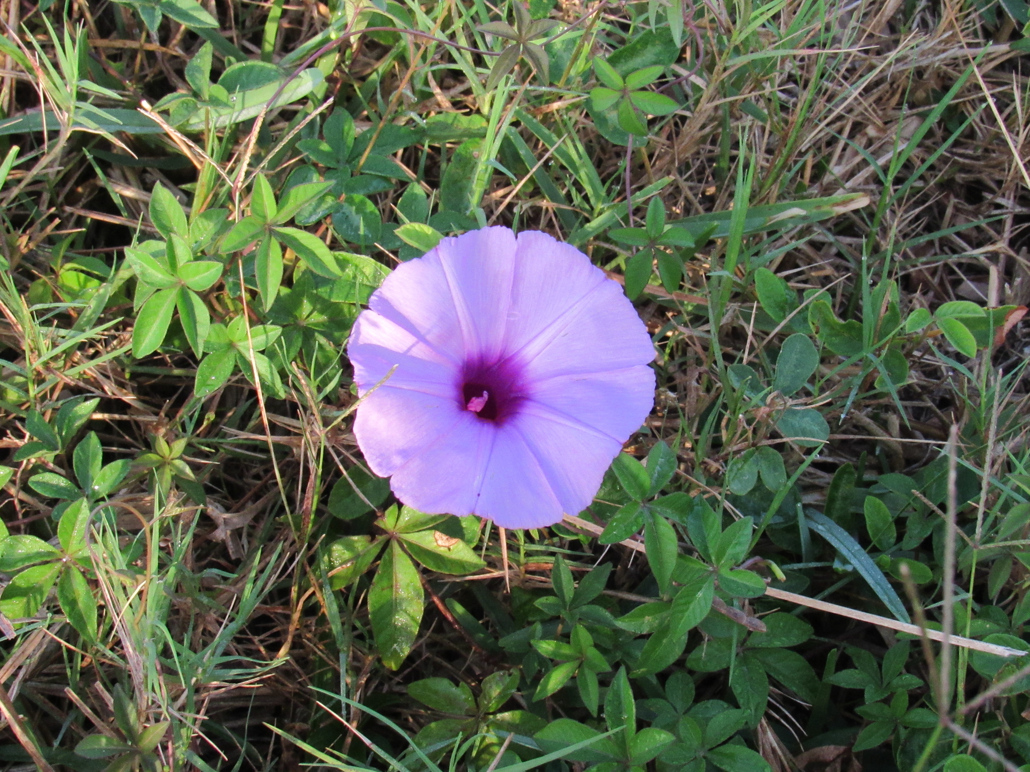 Ipomoea cairica