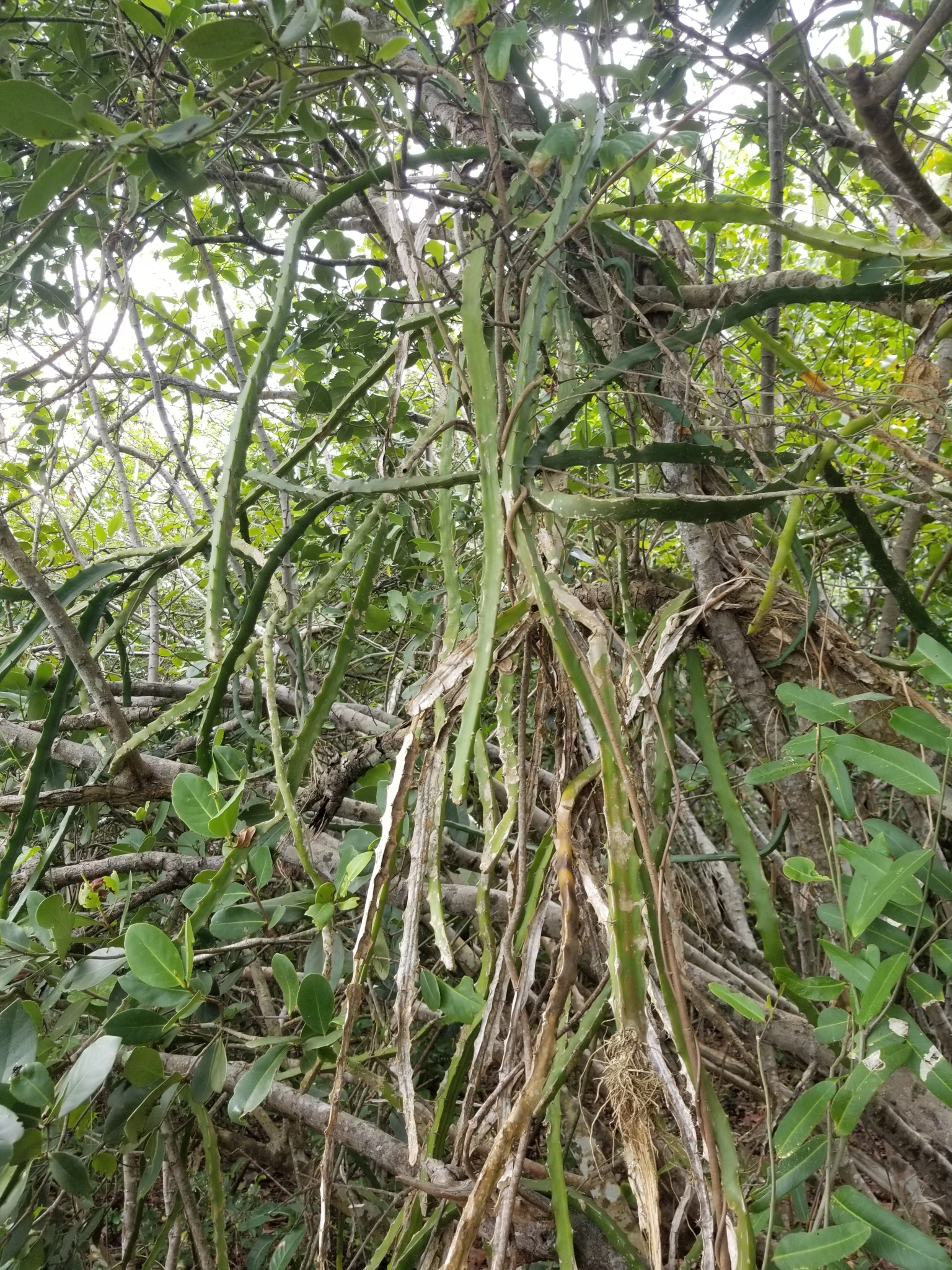 Imagem de Pitaya