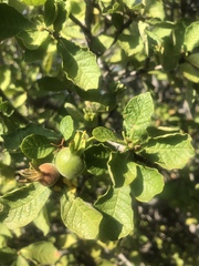 Gardenia resiniflua