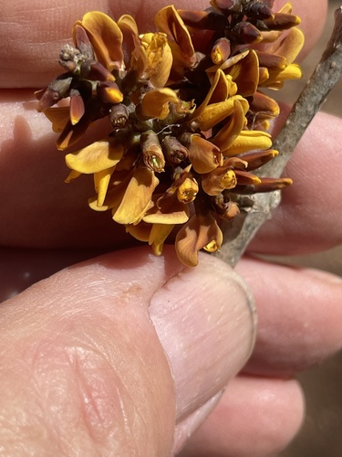 Platymiscium parviflorum - habitat