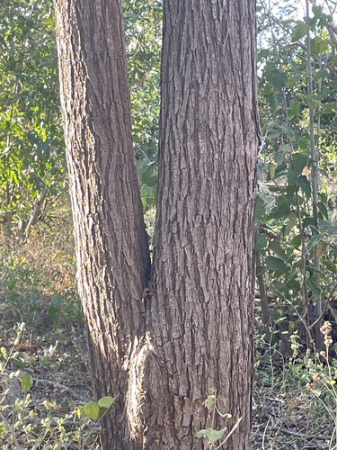 Platymiscium parviflorum - branch