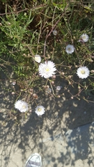 Malacothrix saxatilis