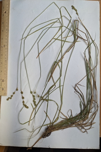 Carex foenea iNat (1)