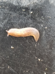 Ambigolimax