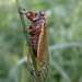Neotredecim Periodical Cicada - Photo (c) Jeff Cole, some rights reserved (CC BY-NC), uploaded by Jeff Cole