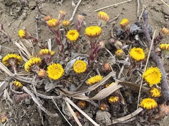 Tussilago farfara