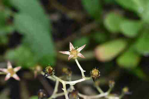 Graptopetalum grande Alexander