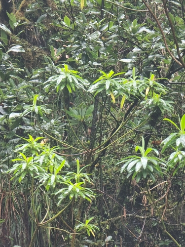 Image of Euphorbia mellifera by (c) Vítor Jorge, some rights reserved (CC BY)