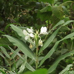 Hedychium coronarium image