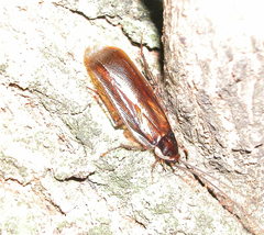 Parcoblatta pennsylvanica