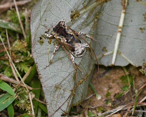 Pseudaethomerus lacordairei