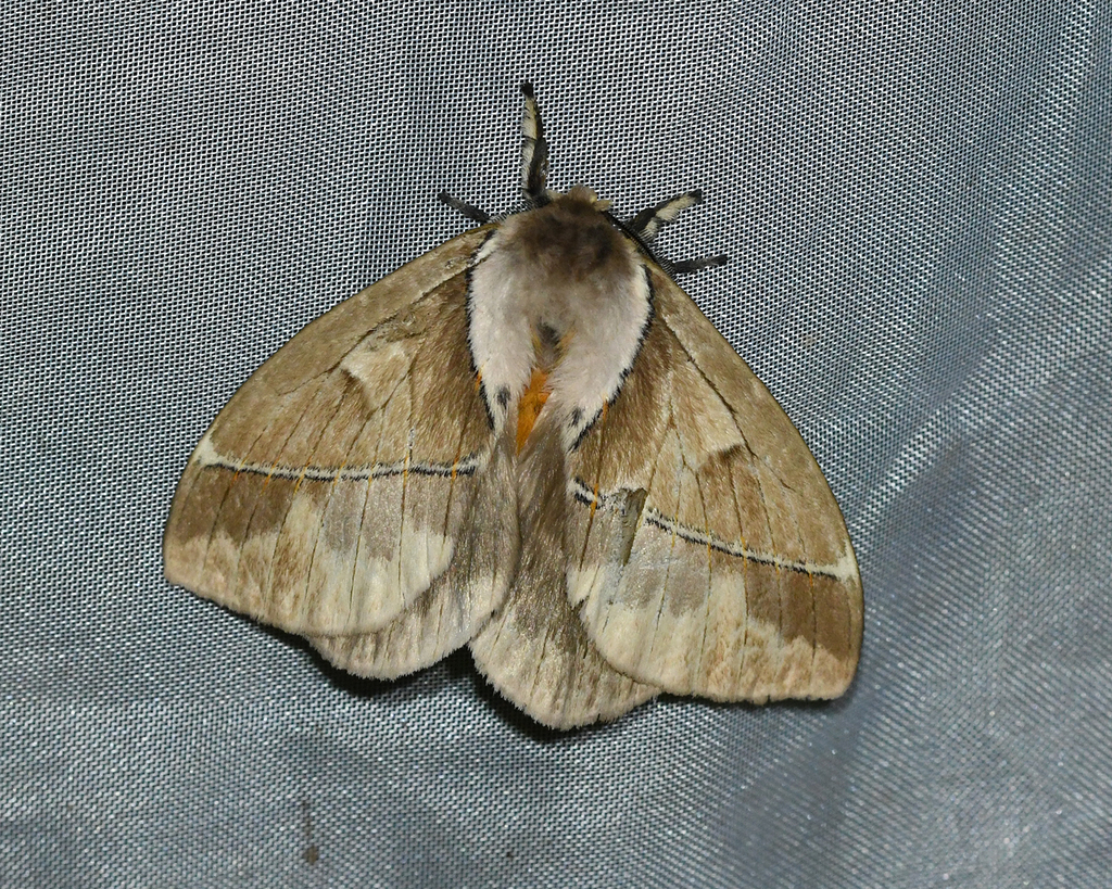 Pseudodirphia eumedide