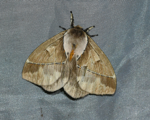 Pseudodirphia eumedide
