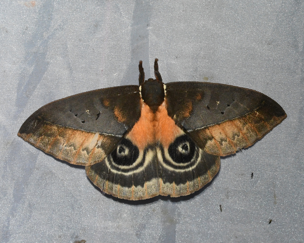 Automeris egeus