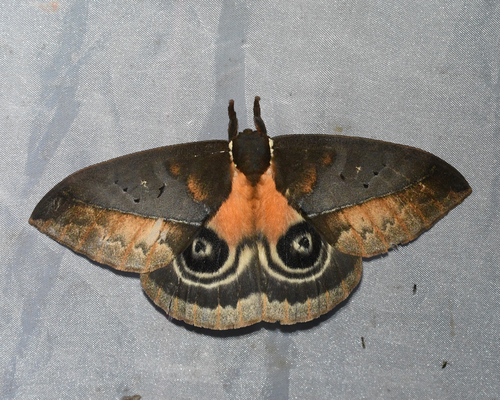 Automeris egeus