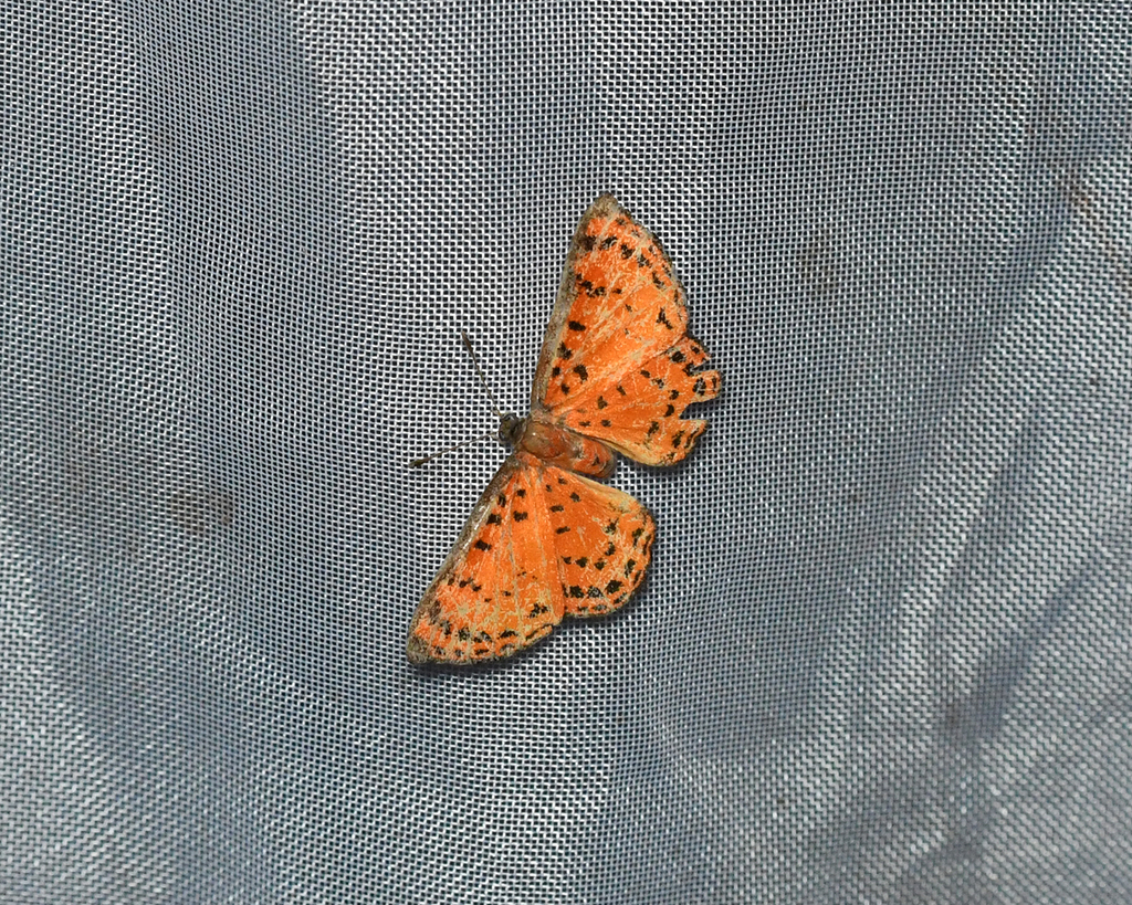Pachythone lateritia