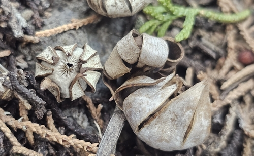 Geastrum kotlabae (Photo 2 of 13)