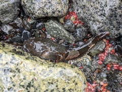 Antarctic Spiny Plunderfish photo 2