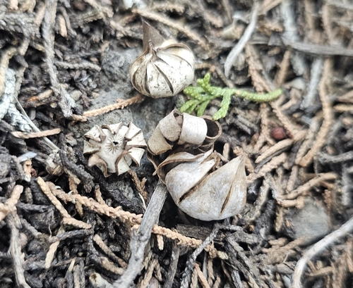 Geastrum kotlabae (Photo 3 of 13)