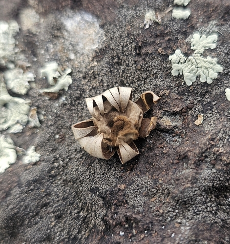 Geastrum kotlabae (Photo 4 of 13)