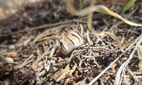 Geastrum kotlabae (Photo 5 of 13)