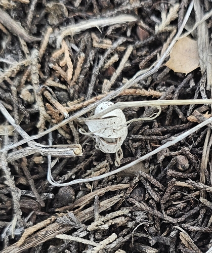 Geastrum kotlabae (Photo 6 of 13)