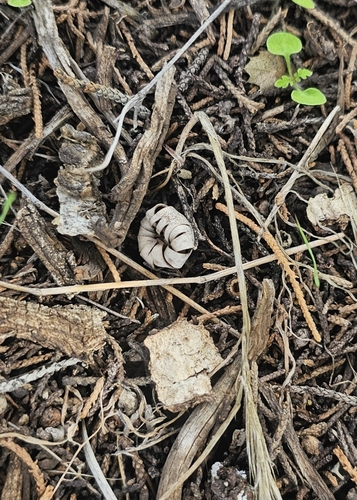 Geastrum kotlabae (Photo 7 of 13)