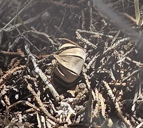 Geastrum kotlabae (Photo 8 of 13)