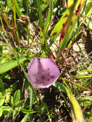 Calochortus uniflorus