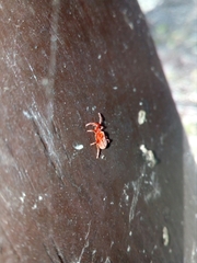 Trombidium holosericeum