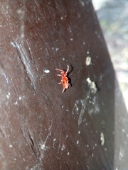 Trombidium holosericeum