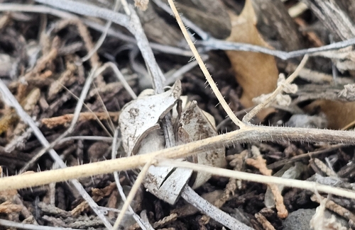 Geastrum kotlabae (Photo 10 of 13)
