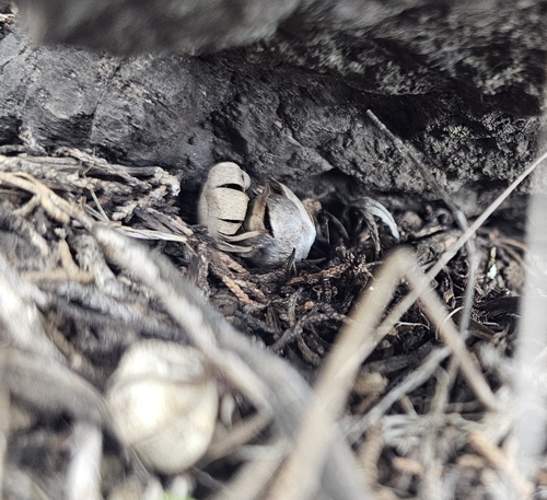 Geastrum kotlabae (Photo 11 of 13)