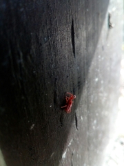 Trombidium holosericeum