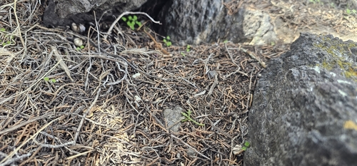 Geastrum kotlabae (Photo 12 of 13)