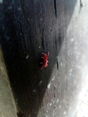 Trombidium holosericeum