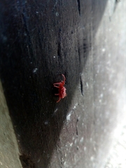 Trombidium holosericeum