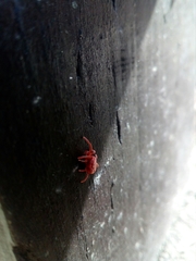 Trombidium holosericeum