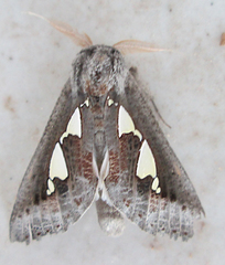 Antiophlebia bracteata