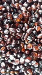 Archidendron bubalinum